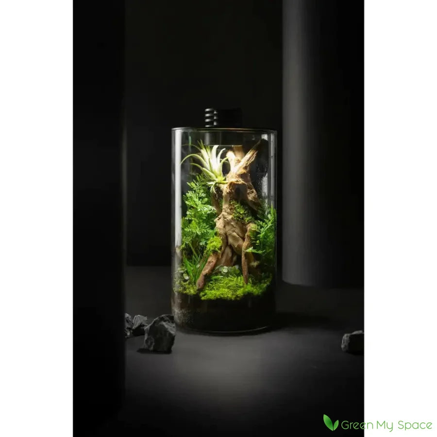 Moss Terrariums: What About Light?